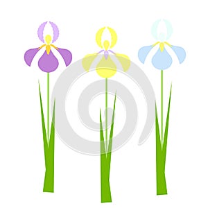 Iris flower set. Yellow, blue, violet spring flowers, green leaves on white background.