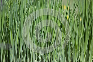 Iris flower shoots, green macro blades natural calming texture