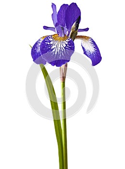 Iris