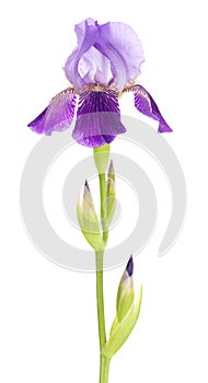 Iris flower on a slender stalk