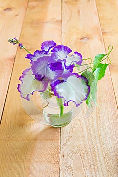 Iris flower in small glass vase.