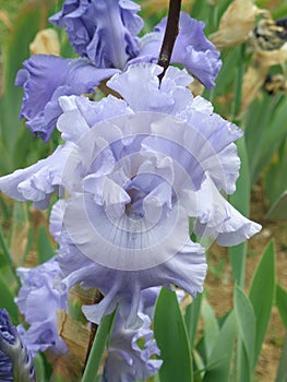 iris, flower, Spring blooming flowers of iris.