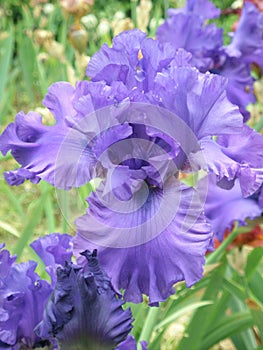 iris, flower, Spring blooming flowers of iris.