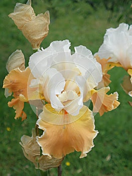 iris, flower, Spring blooming flowers of iris.