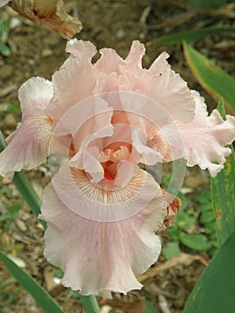iris, flower, Spring blooming flowers of iris.