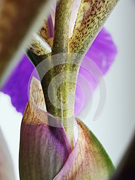 Iris flower stem close up. Selective focus