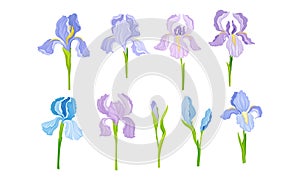 Iris Flower on Stem with Sepals and Standing Upright Petals Vector Set