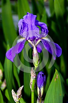 Iris - Flower in the summer