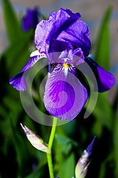 Iris - Flower in the summer