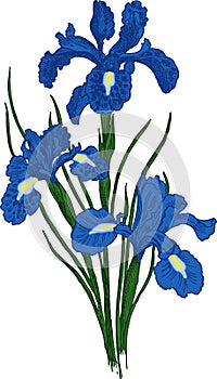 Iris flower. Vector