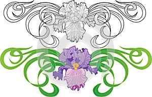 Iris flower vignette tattoo photo