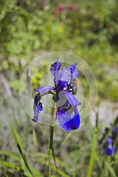 Iris flower violet petals honeybees on top