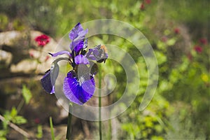 Iris flower violet petals honeybees on top