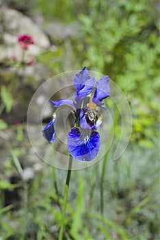Iris flower violet petals honeybees on top