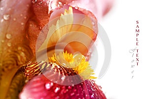 Iris flower with water drops