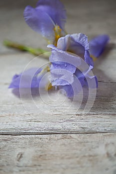 Iris flower on wooden boards