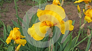 Iris flower with yellow petals on a stem with green leaves on a flower bed
