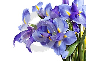 Iris flowers