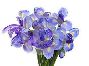 Iris flowers