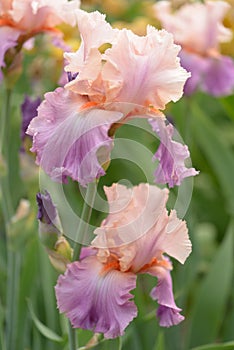 Iris flowers