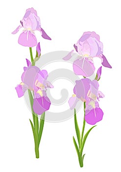 Iris flowers