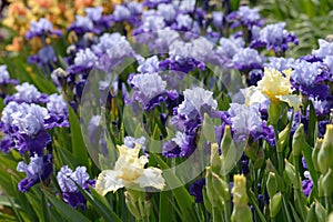 Iris flowers