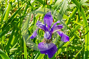 Iris Flowers.