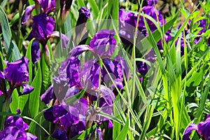 Iris flowers abstract background lawn. Wildflowers daisies. Summer landscape. delicate spring flowers. fleur-de-lis