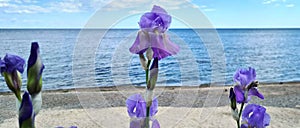 Iris flowers against the background of the sea, sand, blue sky