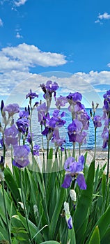 Iris flowers against a blue sky