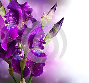 Iris Flowers Art Design