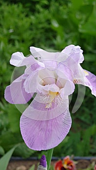 Iris Flowers Art Design