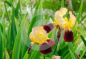 Iris flowers