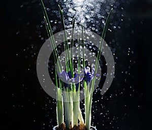 Iris flowers on a black background