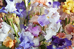 Iris flowers in blue, purple, yellow colors background