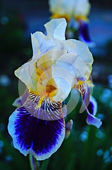 Iris flowers and buds with delicate purple and white petals and a yellow center