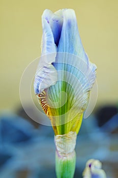 Iris flowers and buds with delicate purple and white petals and a yellow center