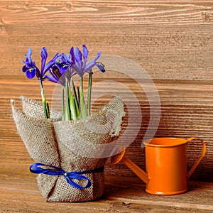 Iris flowers in burlap and water can on wooden background, Insta