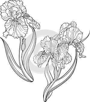 Iris flowers. Coloring page. photo