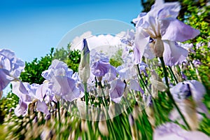 Iris flowers field on a sunny day