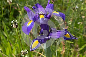 Iris flowers in a garden