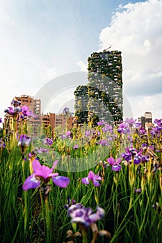 Iris flowers against Bosco Verticale, Milano, Italy photo