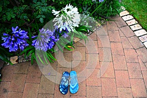 Agapantha flowers in Garden photo
