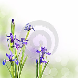 Iris flowers on green background
