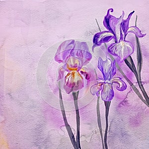Iris flowers illustration