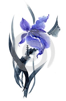 Iris. Flowers illustration.. photo