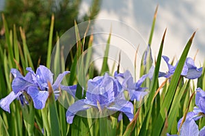 Iris flowers