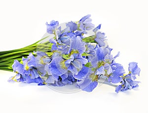 Iris flowers isolated on white background