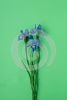 Iris flowers on pastel green background