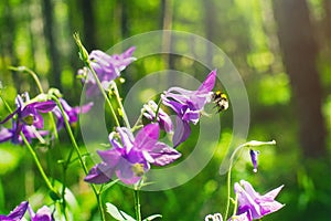 Iris flowers are pollinated by a bee in the woods
